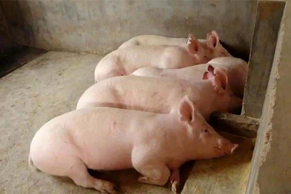 肉豬想要健康快速生長，沸石一定要了解一下-國投盛世