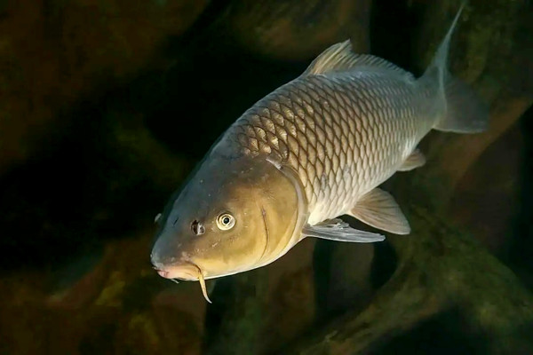 養(yǎng)哪種魚可以放沸石粉？又如何使用呢？-國(guó)投盛世