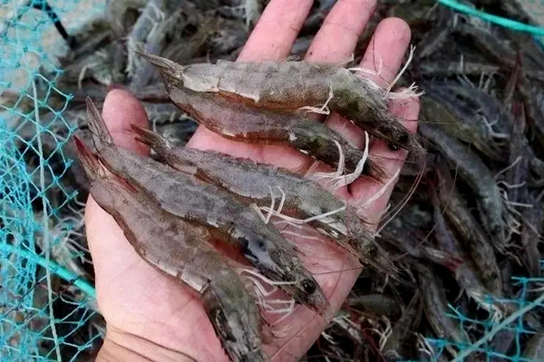 沸石粉對(duì)蝦養(yǎng)殖使用禁忌-國投盛世