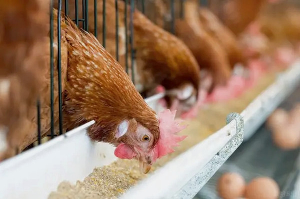 沸石粉用作飼料添加劑有什么優(yōu)點(diǎn)？