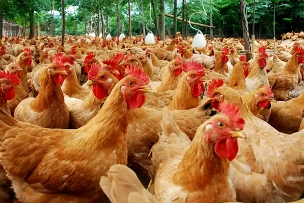 沸石應(yīng)用于飼料和墊料領(lǐng)域