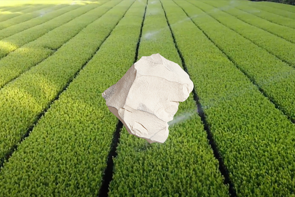 增產(chǎn)茶葉用天然沸石是否可行？-國投盛世