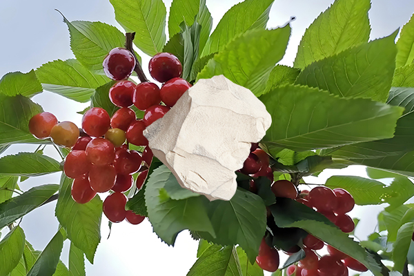 想為櫻桃增產(chǎn)用天然沸石怎么樣？-國投盛世