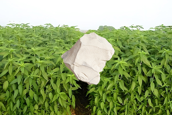黃麻種植過程中添加沸石能否有效提升產(chǎn)量？-國投盛世