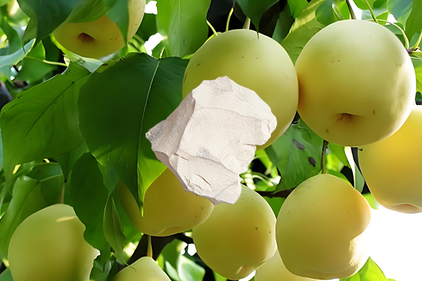 梨樹種植中使用沸石是否能帶來(lái)顯著益處？