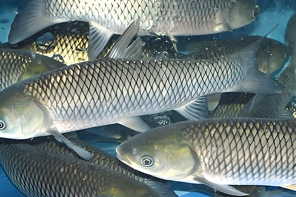天然沸石在養(yǎng)殖草魚(yú)時(shí)的作用如何？