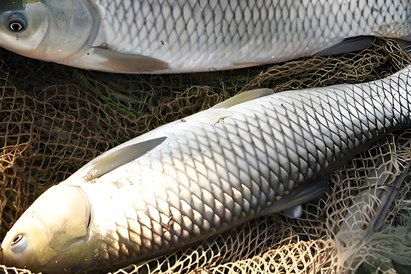 養(yǎng)草魚(yú)一般用多少目沸石粉？
