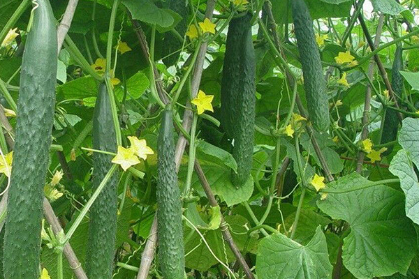 種植黃瓜為什么要用沸石？-國投盛世