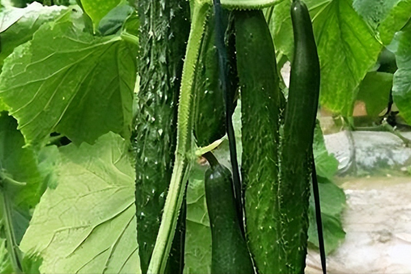 種植黃瓜用多大粒徑的沸石？