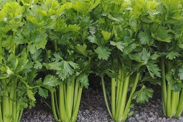 種芹菜時可以加入沸石嗎？