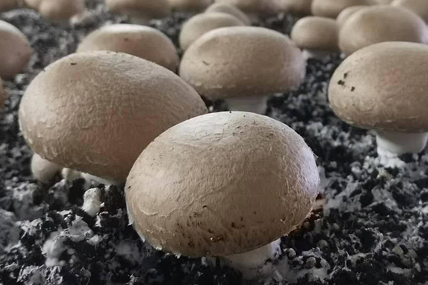 種蘑菇時(shí)加入沸石真的能夠有效提升產(chǎn)量嗎？