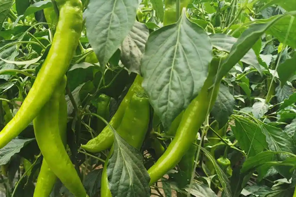 尖椒種植能否因沸石而受益？