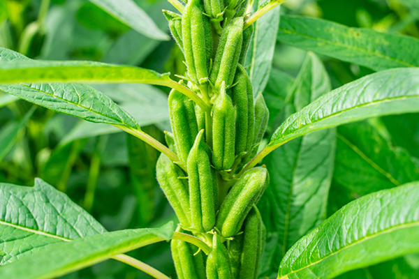 芝麻種植能否借助沸石提升品質(zhì)？-國投盛世