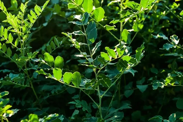 甘草種植時添加沸石能增產(chǎn)嗎