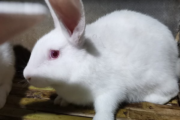 飼養(yǎng)家兔時(shí)可以使用沸石嗎？-國投盛世