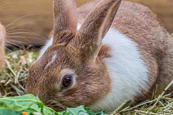 沸石在家兔飼料中應用效果如何？