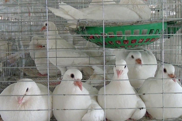 為什么肉鴿飼料中添加沸石能促進(jìn)健康與生產(chǎn)？