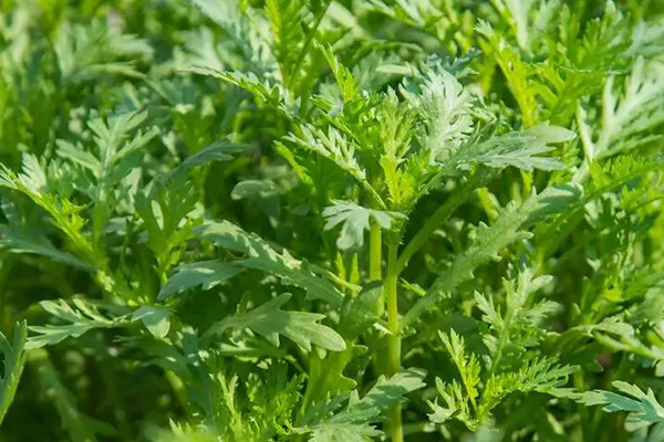 為什么種植茼蒿時(shí)加入沸石能增產(chǎn)？