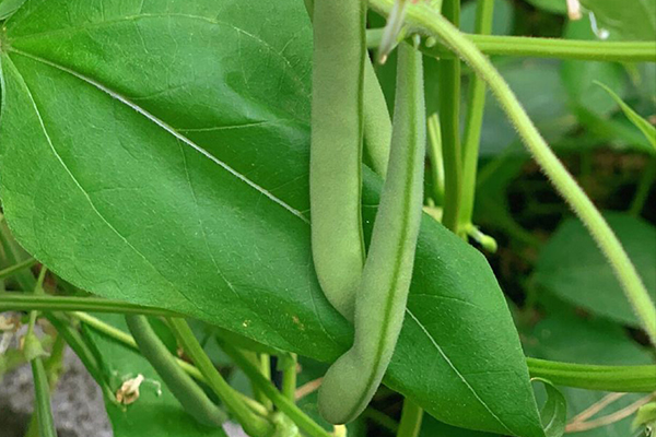種植四季豆時加入沸石能提高產(chǎn)量嗎？-國投盛世