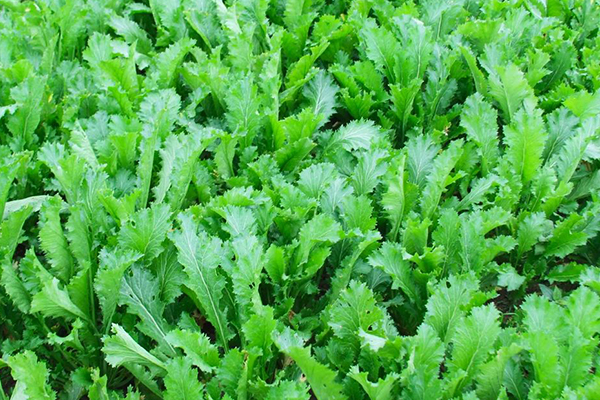 種植雪里蕻時加入沸石能提升產(chǎn)量嗎？-國投盛世