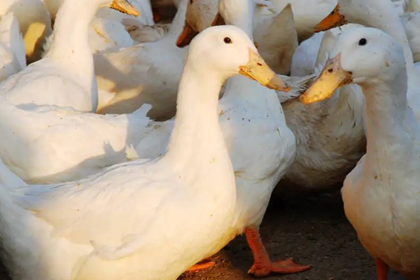 飼養(yǎng)肉鴨時加入沸石有什么好處？-國投盛世