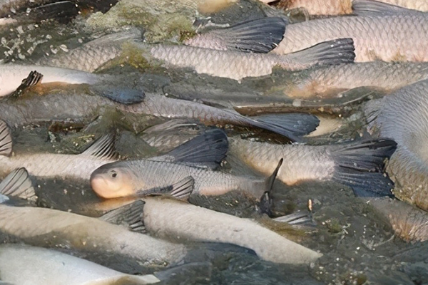 養(yǎng)殖青魚時加入沸石有什么獨特優(yōu)勢嗎？