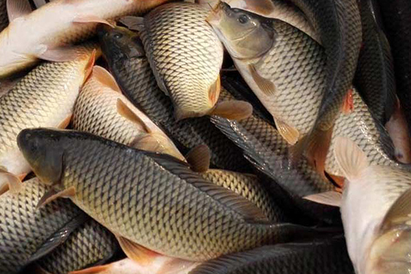 養(yǎng)殖鯉魚時(shí)添加沸石能帶來哪些好處？