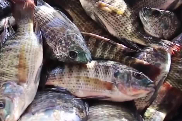 養(yǎng)羅非魚時加入沸石能帶來哪些好處？