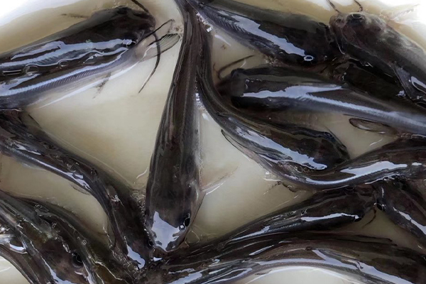 養(yǎng)鯰魚時加入沸石能帶來哪些好處？
