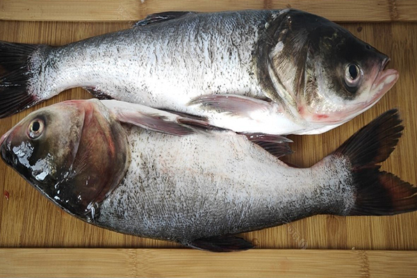 養(yǎng)胖頭魚時加入沸石能提升養(yǎng)殖效果嗎？-國投盛世