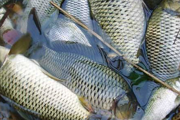養(yǎng)淡水魚時添加沸石能提升水質(zhì)嗎？-國投盛世