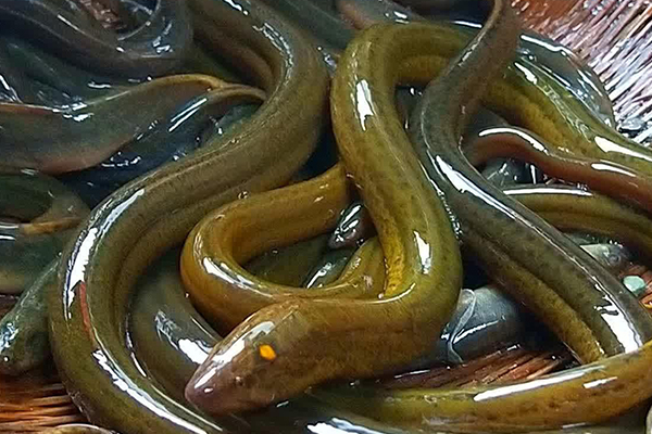 養(yǎng)泥鰍時添加沸石能改善水質(zhì)嗎？-國投盛世
