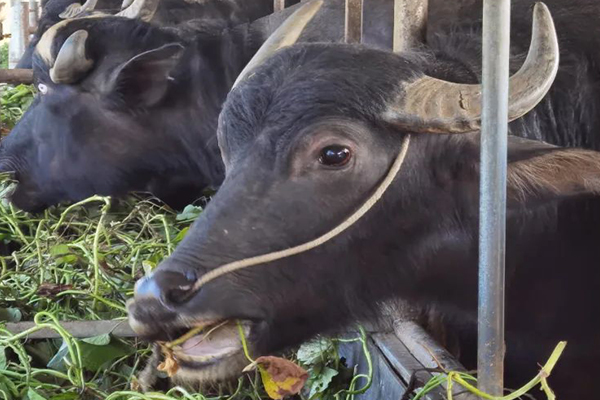 沸石能提升水牛飼養(yǎng)效率嗎？-國(guó)投盛世