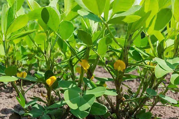 花生種植能否添加沸石？-國(guó)投盛世