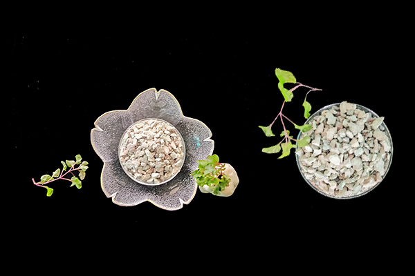 小麥種植時(shí)何時(shí)添加沸石效果最好？-國投盛世