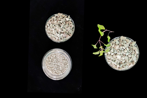 大豆種植何時添加沸石效果最佳？-國投盛世