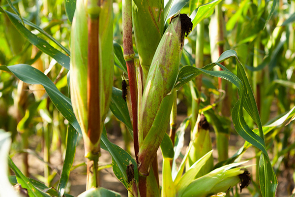 玉米種植何時(shí)添加沸石效果最佳？-國(guó)投盛世
