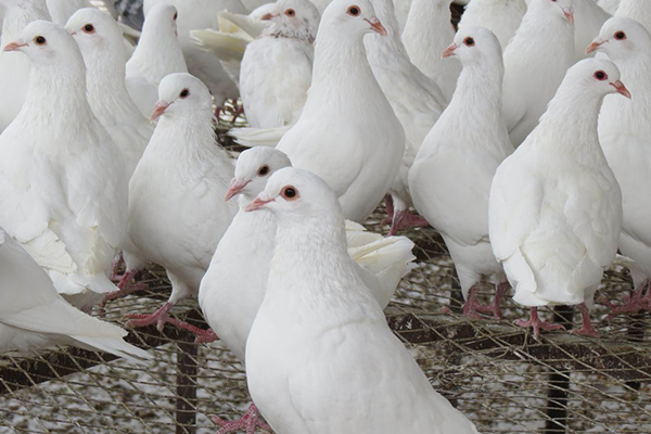 為什么飼養(yǎng)肉鴿時(shí)加入沸石能促進(jìn)健康?-國(guó)投盛世