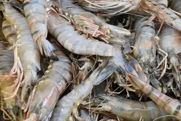 為什么魚(yú)蝦養(yǎng)殖加入沸石能優(yōu)化水質(zhì)？