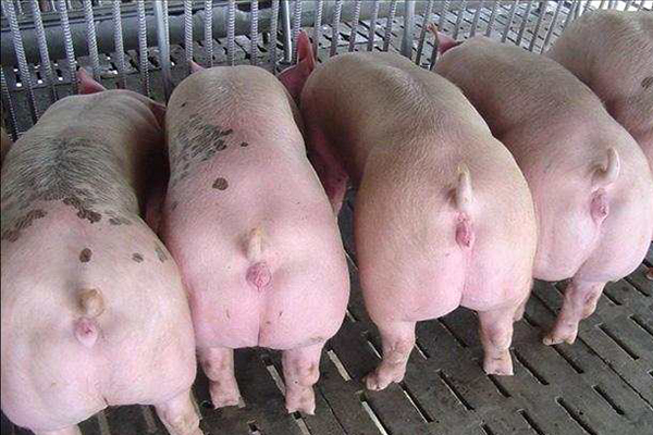 為什么瘦肉型豬養(yǎng)殖加入沸石能增效？