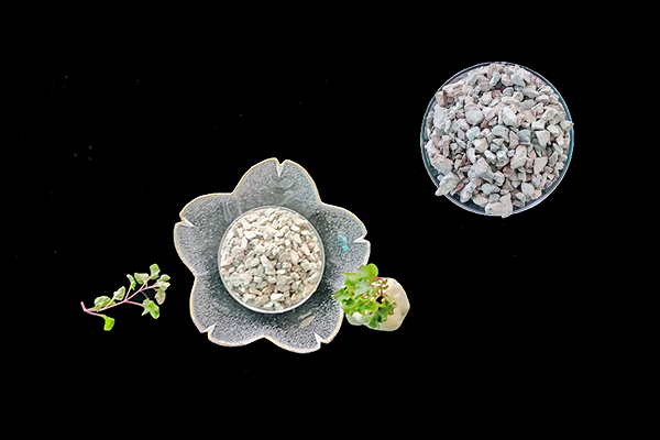 種植生菜時使用沸石能增產嗎？