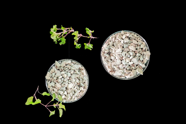 種植小油菜使用沸石能增產(chǎn)嗎？-國投盛世