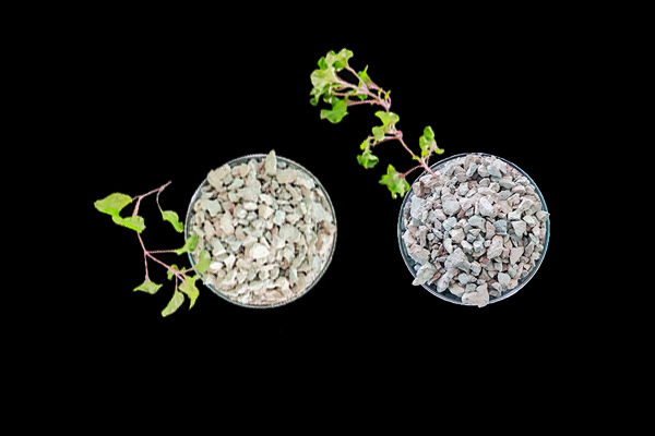 番茄種植使用沸石能增產(chǎn)嗎？-國投盛世
