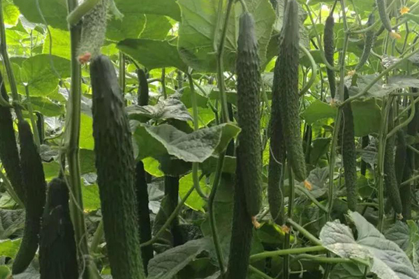 黃瓜要想獲得超高產(chǎn),記住要加入沸石