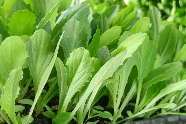 油麥菜育苗和種植時使用沸石帶來哪些好處？-國投盛世